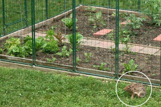 garden defender protection rabbit